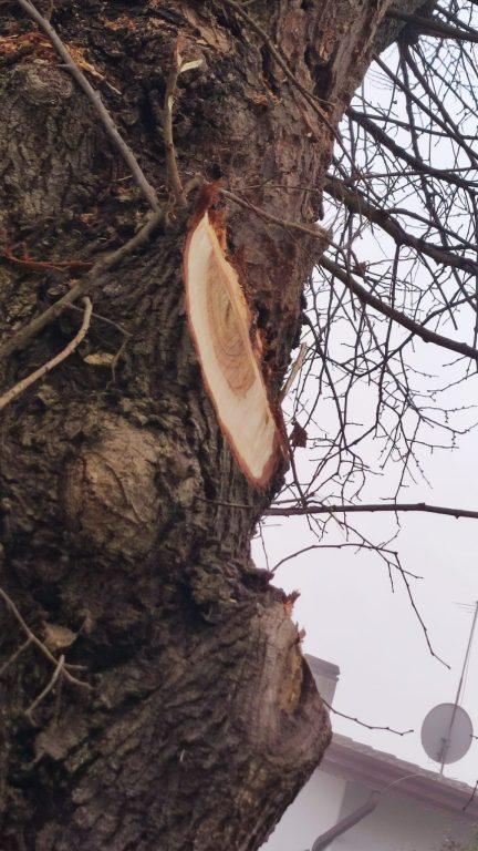 Ghedini DF10 DF13 Forstmulcher Baggermulchkopf max. Ø25 cm SBF – Bild 3